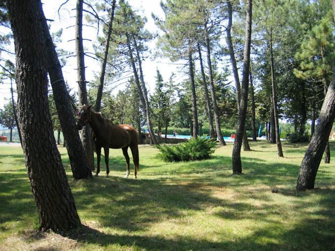 סן ג'ימיניאנו Yellowstone In Chianti Resort E Pool מראה חיצוני תמונה